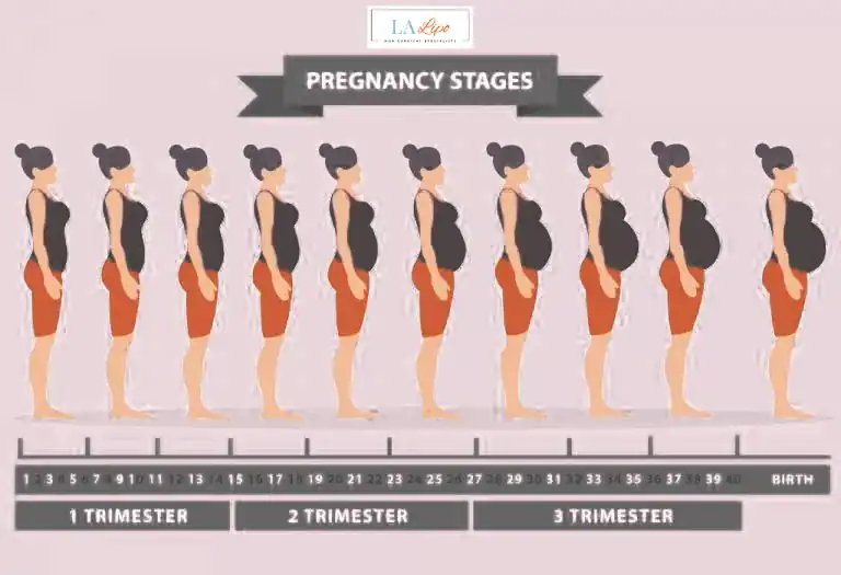 First Trimester (Weeks 1–12): Early Changes You Might Not Notice Broxburn